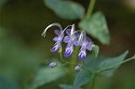 Dcim5234/DSC_3498