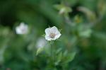 Dcim5234/DSC_3522