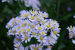 Dcim5235/DSC_0350