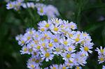 Dcim5235/DSC_0351