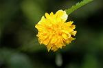 Dcim5243/DSC_3607
