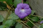 Dcim5243/DSC_3623