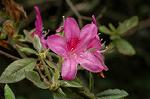 Dcim5243/DSC_3694