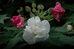 Dcim5243/DSC_3704