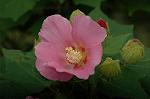 Dcim5244/DSC_3717
