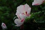 Dcim5244/DSC_3720