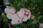 Dcim5244/DSC_3724