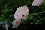Dcim5244/DSC_3727