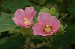 Dcim5244/DSC_3731