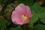 Dcim5244/DSC_3733