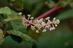 Dcim5244/DSC_3774