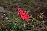 Dcim5244/DSC_3778