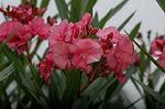 Dcim5245/DSC_3844