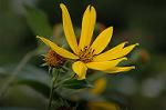 Dcim5246/DSC_3950