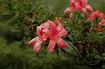 Dcim5246/DSC_3959
