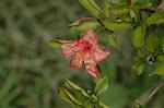 Dcim5246/DSC_3974