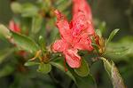 Dcim5246/DSC_3977
