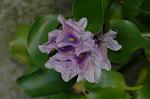 Dcim5246/DSC_3990