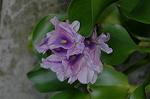 Dcim5246/DSC_3991