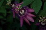 Dcim5246/DSC_3998