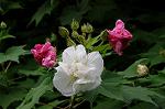 Dcim5248/DSC_1072