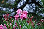 Dcim5248/DSC_1150