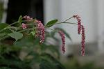 Dcim5268/DSC_6265