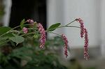 Dcim5268/DSC_6266