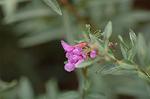 Dcim5268/DSC_6293