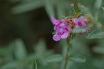 Dcim5268/DSC_6305