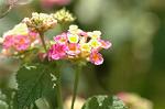 Dcim5270/DSC_6539