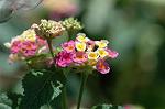 Dcim5270/DSC_6540
