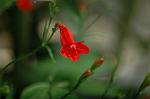 Dcim5270/DSC_6559