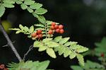 Dcim5271/DSC_1451