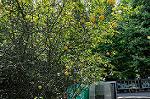 Dcim5271/DSC_1469