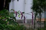 Dcim5271/DSC_1529