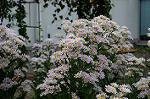 Dcim5271/DSC_1535