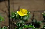 Dcim5271/DSC_1571