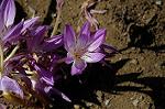 Dcim5272/DSC_1595