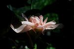 Dcim5272/DSC_1669