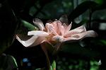 Dcim5272/DSC_1675