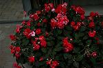 Dcim5289/DSC_7961