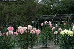 Dcim5289/DSC_7987