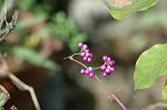Dcim5290/DSC_7435