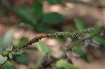 Dcim5290/DSC_7467