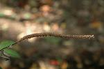 Dcim5290/DSC_7468