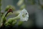 Dcim5292/DSC_7677