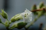 Dcim5292/DSC_7683