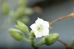 Dcim5292/DSC_7685