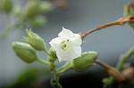 Dcim5292/DSC_7687